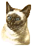 Image Name